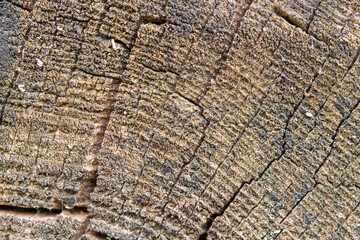 Souche de bois mort usée par le temps et craquelée.