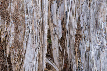 Bois sec se décomposant et formant une belle structure.