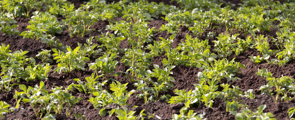 Green plant of potato (Solanum tuberosum). Spudding of growing potato plants on the field. Close up, selective focus.