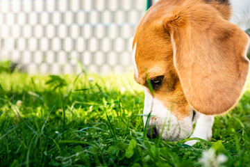 Tricolor beagle dog eats grass, sunny summer day.
