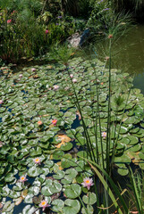 Hybrid Waterlily (Nymphaea hybridum) in park , Crimea
