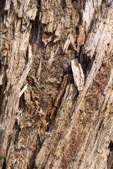 Bois sec se décomposant et formant une belle structure.