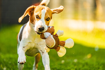 Cute tricolor beagle dog runs toward camera with toy in his mouth