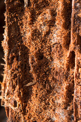 Bois sec se décomposant et formant une belle structure.