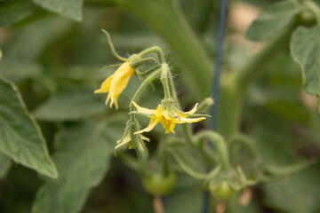Flowering tomatoes (Lycopersicon esculentum) plants at the greenhouse. Selective focus, with copy space.