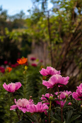 Obraz premium flowerbed with blooming red peonies. summer garden