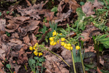 Smirnow's Gymnospermium (Gymnospermium smirnowii) in park