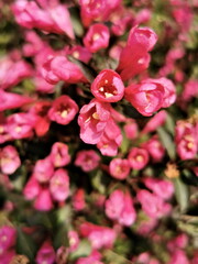 Obraz premium Close up of red flowers in the garden.