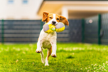 Cute tricolor beagle dog runs toward camera with toy in his mouth