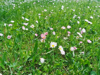 Daisies on a background of green grass, Natural lawn with daisies.