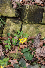 Smirnow's Gymnospermium (Gymnospermium smirnowii) in park