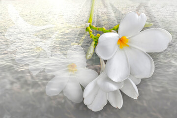 Plumeria white blurred background