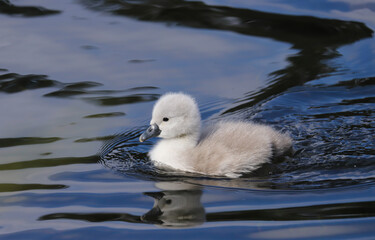 A cute fluffy mute swan (Cygnus olor) swimming on a lake