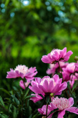 flowerbed with blooming red peonies. summer garden