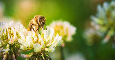 Close up of honey bee on the clover flower in the green field. Green background.