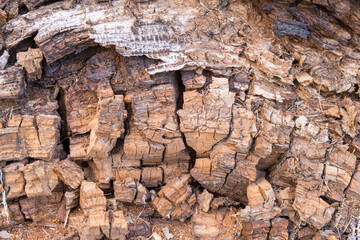 Bois sec se décomposant et formant une belle structure.