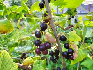 
Currant - berry