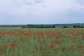 green and red beautiful poppy flower field background, field landscape, cloud, Without the sun, dramatic view