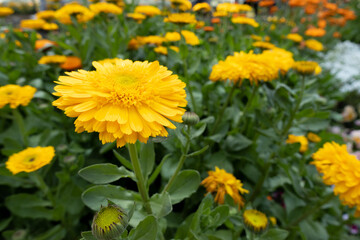 黄色い花　Yellow Flower