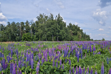 Large-leaved Lupine (Lupinus polyphyllus) in meadow