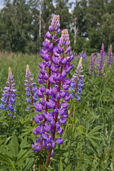 Fototapeta premium Large-leaved Lupine (Lupinus polyphyllus) in meadow