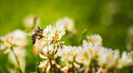 Close up of honey bee on the clover flower in the green field. Good for banner. Green background.