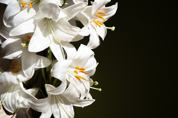 bouquet white lilies in a low key
