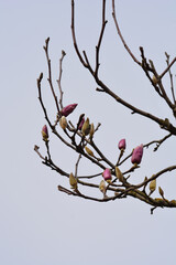 Magnolia tree