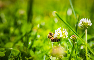 Close up of honey bee on the clover flower in the green field. Good for banner. Green background.