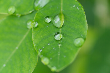 雨に濡れた葉