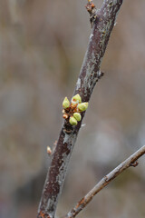 Plum tree Santa Rosa