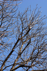 Common horse chestnut