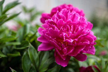 flowerbed with blooming red peonies. summer garden