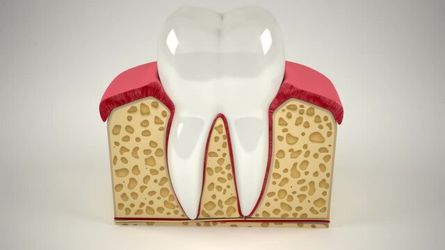 Human tooth cross-section (3d model)
