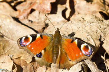 Mariposa pavo real  (Aglais io), tomando el sol con las alas abiertas.