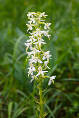 Weiße Waldhyazinthe_Platanthera bifolia_auf der Schwäbischen Alb