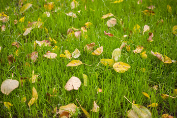 Yellow autumn leaves on the green grass. Fall photo.