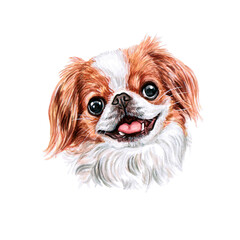 Watercolor illustration of a funny dog. Hand made character. Portrait cute dog isolated on white background. Watercolor hand-drawn illustration. Popular breed dog. Japanese chin