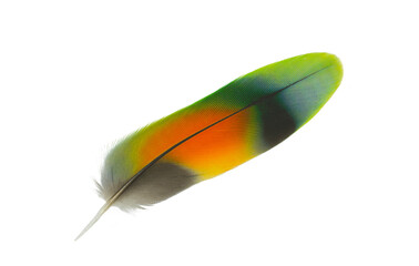Beautiful macaw parrot lovebird feather isolated on white background © nadtytok28