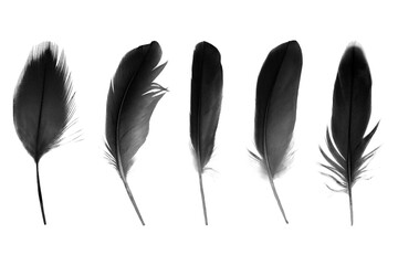 Beautiful collection black feather isolated on white background