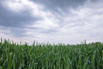 Stormy landscape view before the rain. wheat field in overcast rainy weather