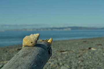 Hermit Crab Shell on Log by the Sea.