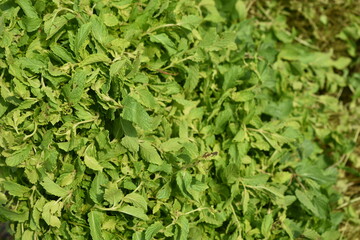 Vegetables for sale at India.