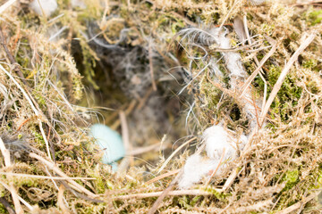 Bird Nest top view Background.