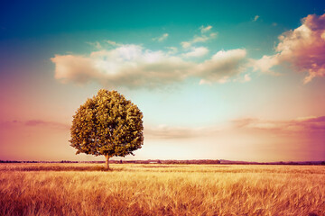 Fototapeta na wymiar Isolated tree in a golden tuscany wheat field - (Italy) - toned