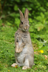 Wild Rabbit (Oryctolagus cuniculus) in a field.