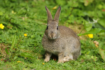 Naklejka na ściany i meble Wild Rabbit (Oryctolagus cuniculus) in a field.