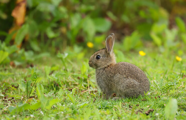 Wild Rabbit (Oryctolagus cuniculus) in a field.