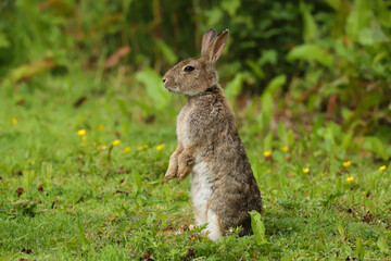 Wild Rabbit (Oryctolagus cuniculus) in a field.