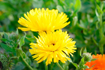 Bright yellow flowers of pot marigold